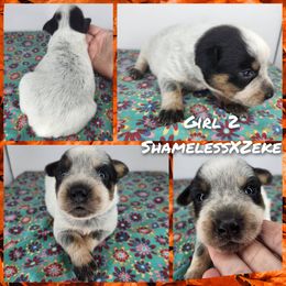 Girl 2 - Blue female Australian Cattle Dog puppy in Bradford, Arkansas from Cedar Rock Heelers and Kelpies