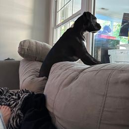 Boxer Puppies from SmashBox Kennel