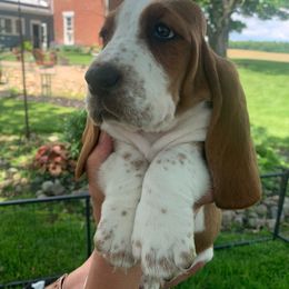 Tina - Basset Hound