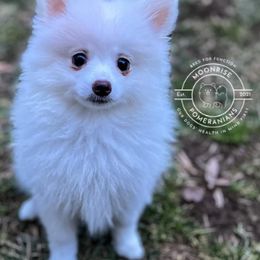 Pomeranians from Moonrise Pomeranians
