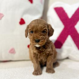 Teddy - Red male Australian Labradoodle puppy in Palmdale, California from Doodles_Ko