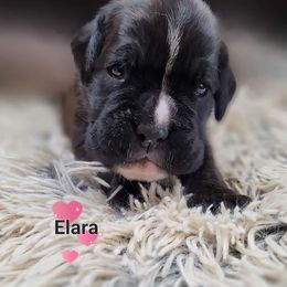 Alara - Brindle Boxer puppy in Spring Hill, Florida from Hart's Grand Boxers