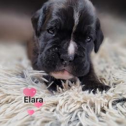 Alara - Brindle Boxer puppy in Spring Hill, Florida from Hart's Grand Boxers