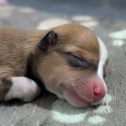 Sable girl - Sable and white female American Corgi puppy in Loretto, Kentucky from Duncan's Border Collies and Corgis