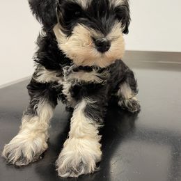 Miniature Schnauzer Puppies from Black Gold Miniature Schnauzers