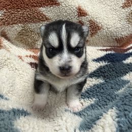 Tinsel - Black and white female Pomsky puppy in Auburn, Washington from Periwinkle Pomskies