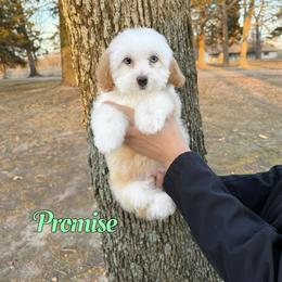Promise - Red male Bernedoodle puppy in Mount Vernon, Missouri from PoodlelyDoodlely