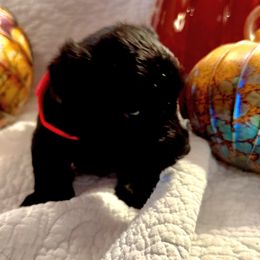 Langley - Black male Scottish Terrier puppy in Crossville, Tennessee from Cavern Kennels