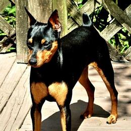 Liam - Miniature Pinscher