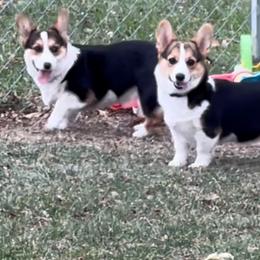 Pembroke Welsh Corgis from Popp Ranch Pembroke Welsh Corgis
