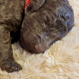 Australian Labradoodle and Poodle Puppies from Oodles of Doodles and some Poodles