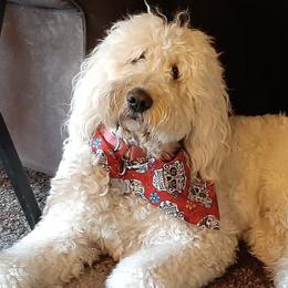 Goldendoodles from Grandpaw's Golden Doodles