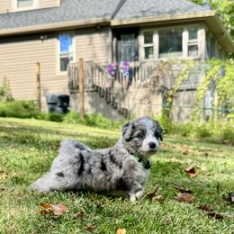 Aussiedoodle Puppies from Doodle Duo