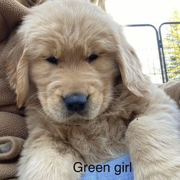 Golden Retriever Puppies from Sonador Golden Retrievers