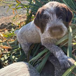 Walter (Hulk) - Brown and gray male Wirehaired Pointing Griffon puppy in Grangeville, Idaho from Happy Hollow Griffons