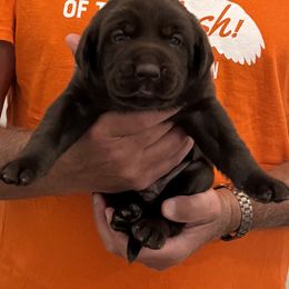 Boy 3 - Chocolate male Labrador Retriever puppy in Ashland, Virginia from Rockn Ridge Retrievers LLC
