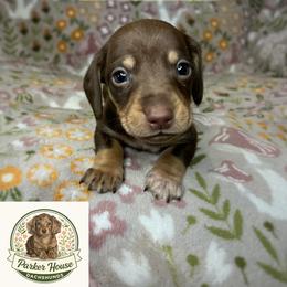 Hickory - Chocolate and cream male Dachshund puppy in Beggs, Oklahoma from Parker House Dachshunds