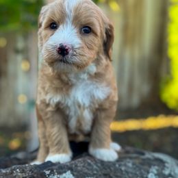 Trapper - Cream male Goldendoodle puppy in Twin Falls, Idaho from Magic Valley Family Doodles