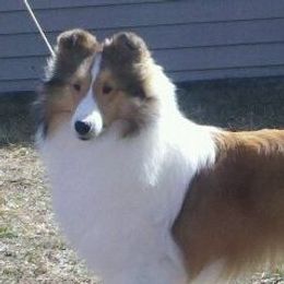 Shetland Sheepdogs from Holly's Sheepdogs