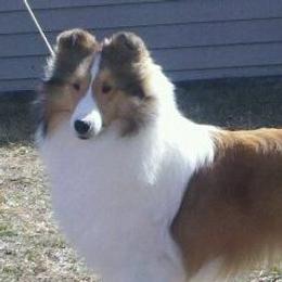 Shetland Sheepdogs from Holly's Sheepdogs