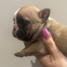 Chicken Noodle Soup - Fawn and white French Bulldog puppy in Arizona from Prickly Pear Kennels