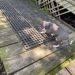 Boy 1 - Blue male Italian Greyhound puppy in Frederick, Maryland from Celeste Italian Greyhounds