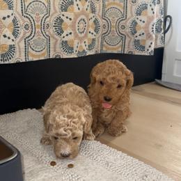 Cavapoo, Cockapoo, Goldendoodle, and Maltipoo Puppies from Perdue Puppies
