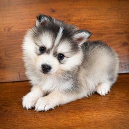 Stetson - Silver and white male Pomsky puppy in La Verne, California from Red Cedar Pomskies