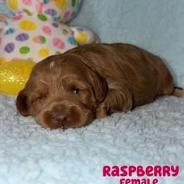 Raspberry - Red  female Goldendoodle puppy in Beecher, Illinois from Erica’s Doodles