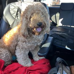 Bella Rea - Goldendoodle
