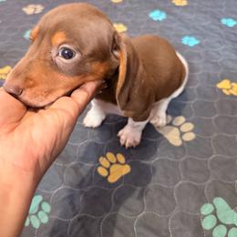 Buddy love - Piebald male Dachshund puppy in Magnolia, Texas from Carrie’s Countryside Dachshunds