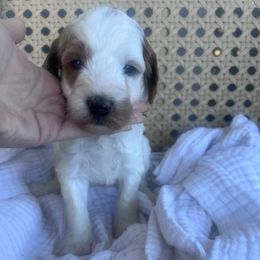 Ophelia - Parti female Goldendoodle puppy in Calera, Alabama from Red Mountain Minis