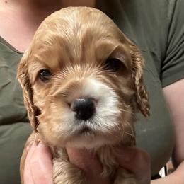 AKC Oregano - not available - Red male Cocker Spaniel puppy in Cincinnati, Ohio from Abundance of Joy LLC Cocker Spaniels