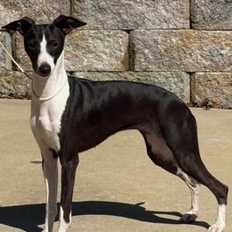 Gladys - Italian Greyhound