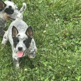 Deisel - Blue mottled male Australian Cattle Dog puppy in Osceola, Iowa from 4C Cattle Dogs