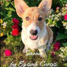 Sienna - Red Pembroke Welsh Corgi puppy in Texarkana, Arkansas from Episode Corgis