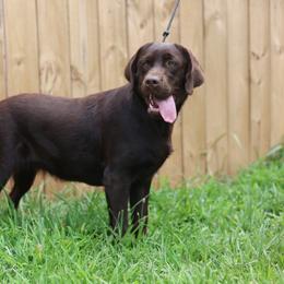 Delli - Chocolate female Labrador Retriever puppy in Williamston, South Carolina from Dutton Dog Co & Dalla Grazia Doberman