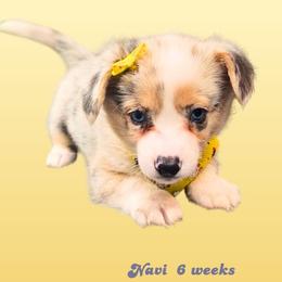Queso - Blue merle and white female American Corgi puppy in Mansfield, Ohio from Moonrise corgis