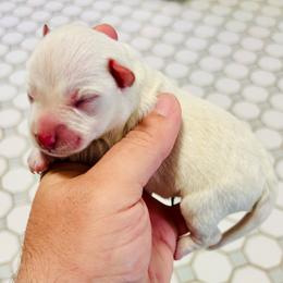 Eunice - White female Miniature Schnauzer puppy in Alabama from Little River Miniature Schnauzers