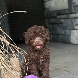 Almond - Chocolate female Double Doodle puppy in Millersburg, Ohio from T Sanctum