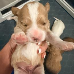 Doc - Red  male Goldendoodle puppy in Bradenton, Florida from Christianna’s Mini Goldendoodles
