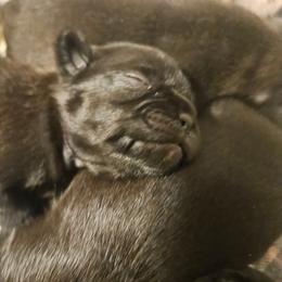 Black boy no collar - Black male Pug puppy in Canterbury, Connecticut from Pug Palace Kennel