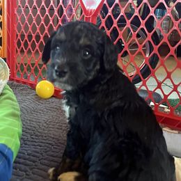 Groot - Black tri-color male Aussiedoodle puppy in Springfield, Missouri from Doodle Dandy Bernedoodles & Aussiedoodles