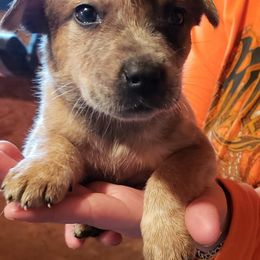 Australian Cattle Dog Puppies from Grizzly Hollow Farm