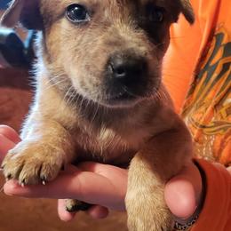 Australian Cattle Dog Puppies from Grizzly Hollow Farm