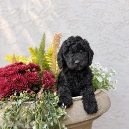 Midnight - Black male Goldendoodle puppy in Orangevale, California from Ugly Dad Doodles