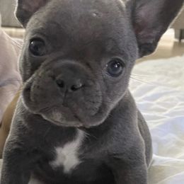 French Bulldogs from OVO Frenchies
