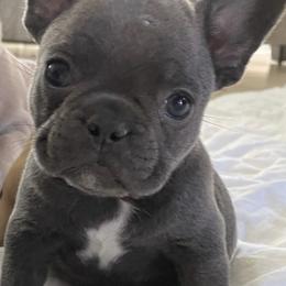 French Bulldogs from OVO Frenchies