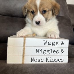 Scout - Red male Pembroke Welsh Corgi puppy in Stuart, Iowa from Johnson Family Corgis and more