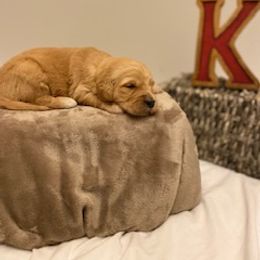 Goldendoodle Puppies from Knox Family Goldens & Doodles